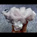 specimen video