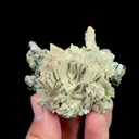 specimen video