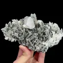 specimen video