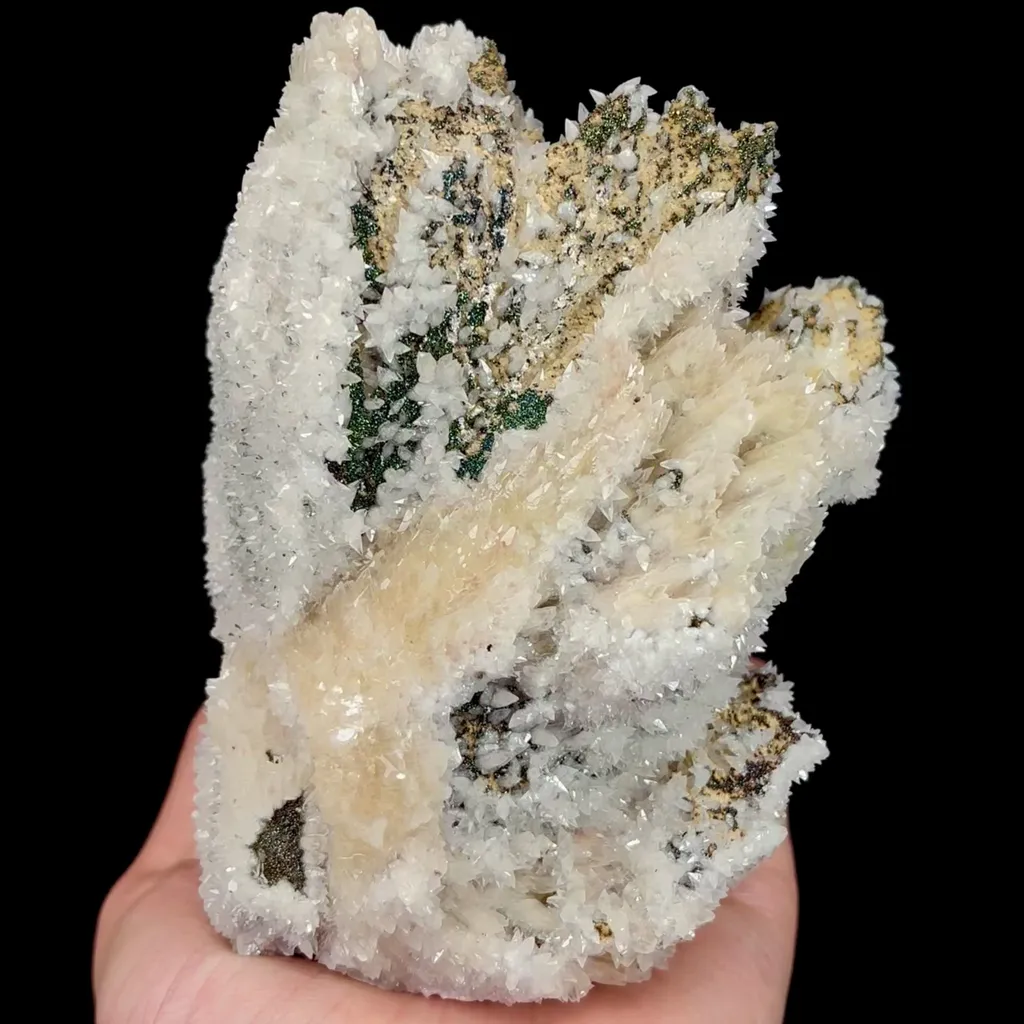 specimen video
