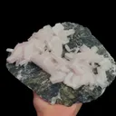 specimen video