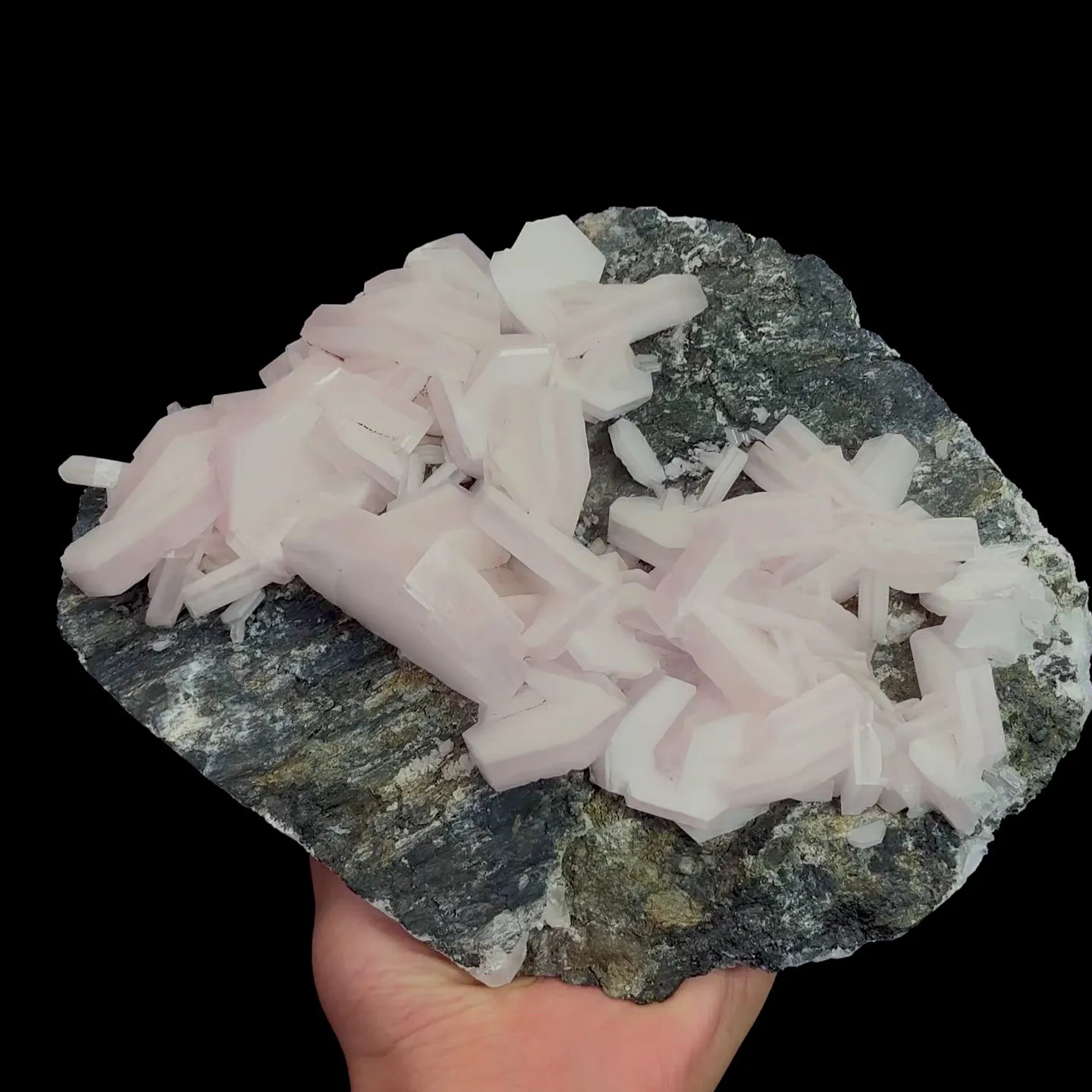 specimen video