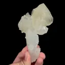 specimen video
