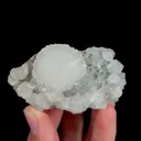 specimen video