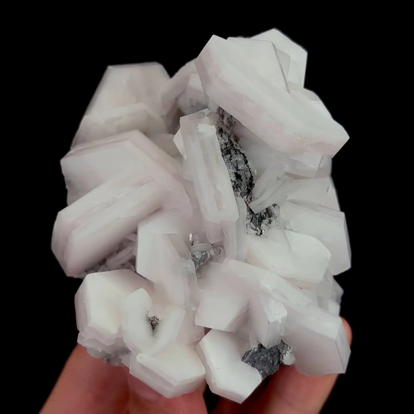 specimen video