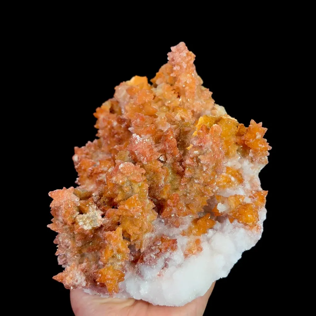 specimen video