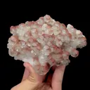 specimen video