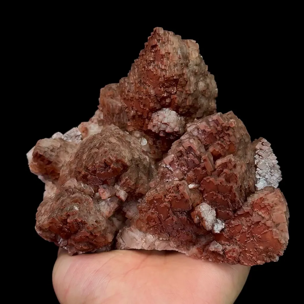 specimen video