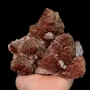 specimen video