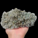 specimen video