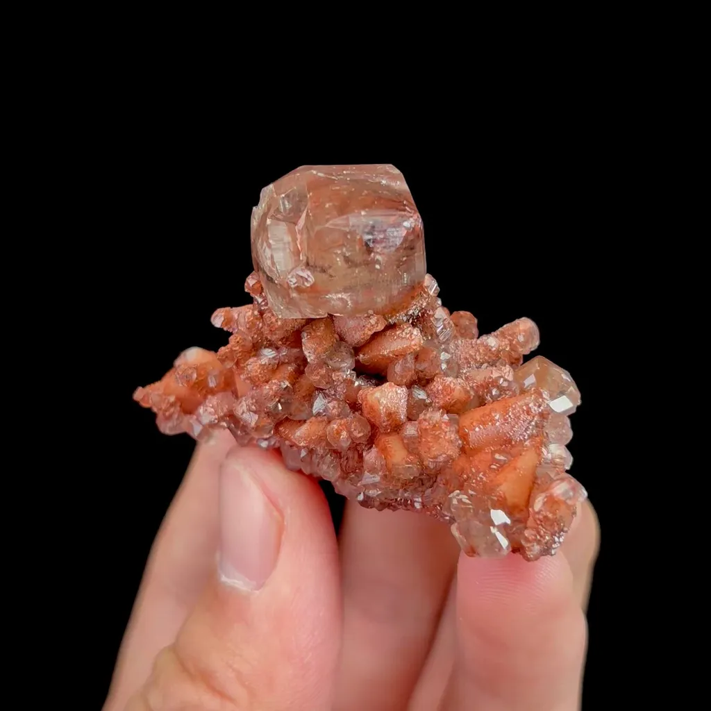specimen video