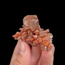 specimen video