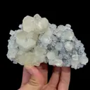 specimen video