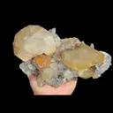 specimen video