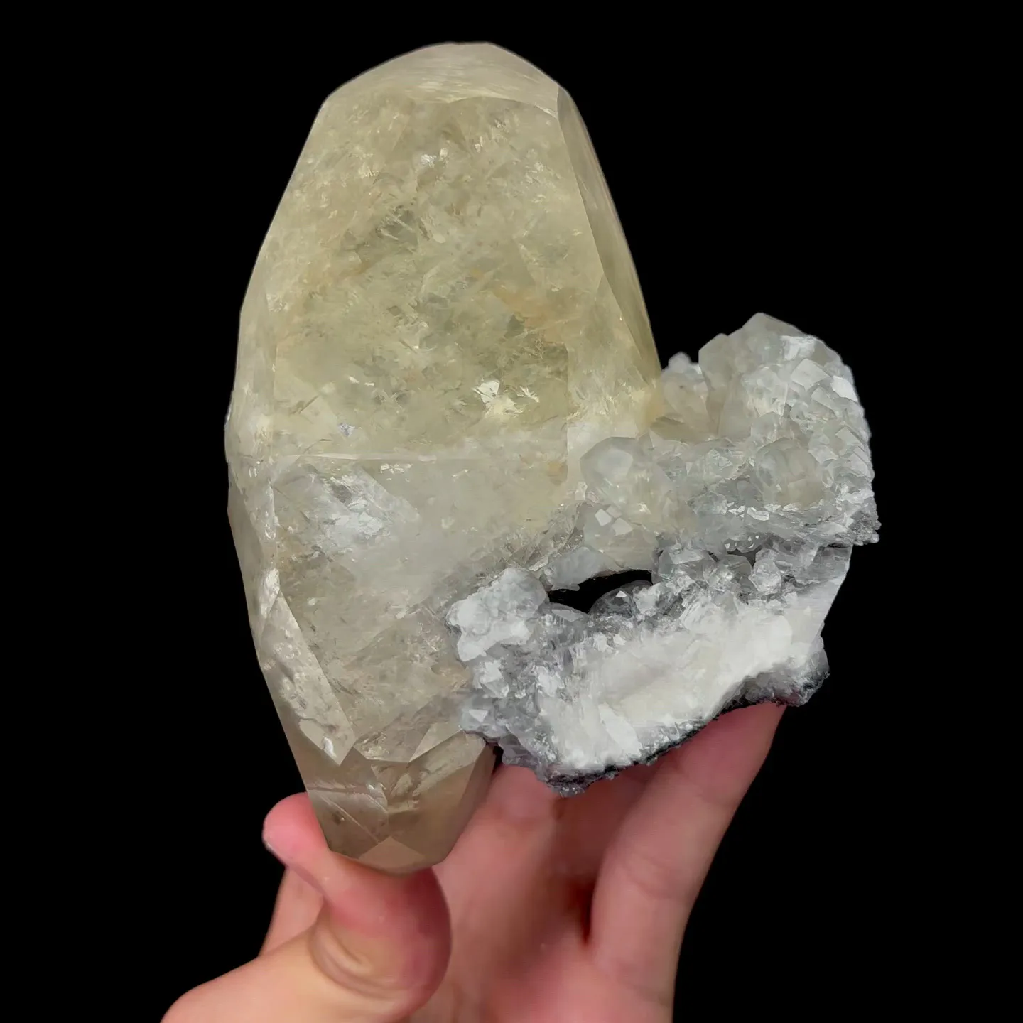 specimen video