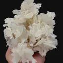 specimen video
