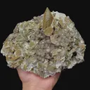 specimen video
