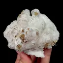 specimen video