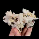 specimen video