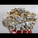 specimen video
