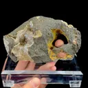 specimen video