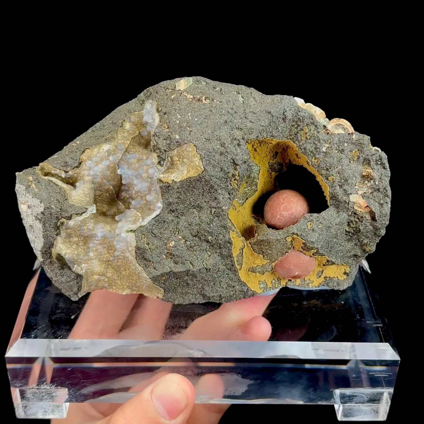specimen video