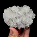 specimen video