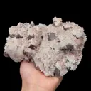 specimen video
