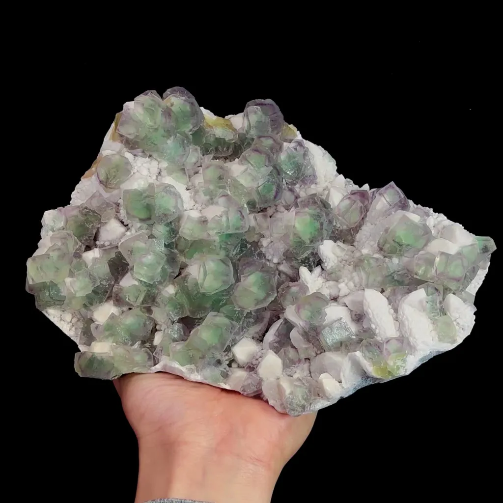 specimen video