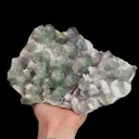 specimen video