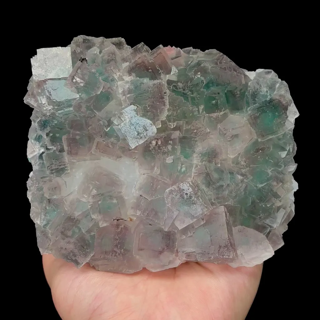 specimen video