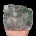 specimen video