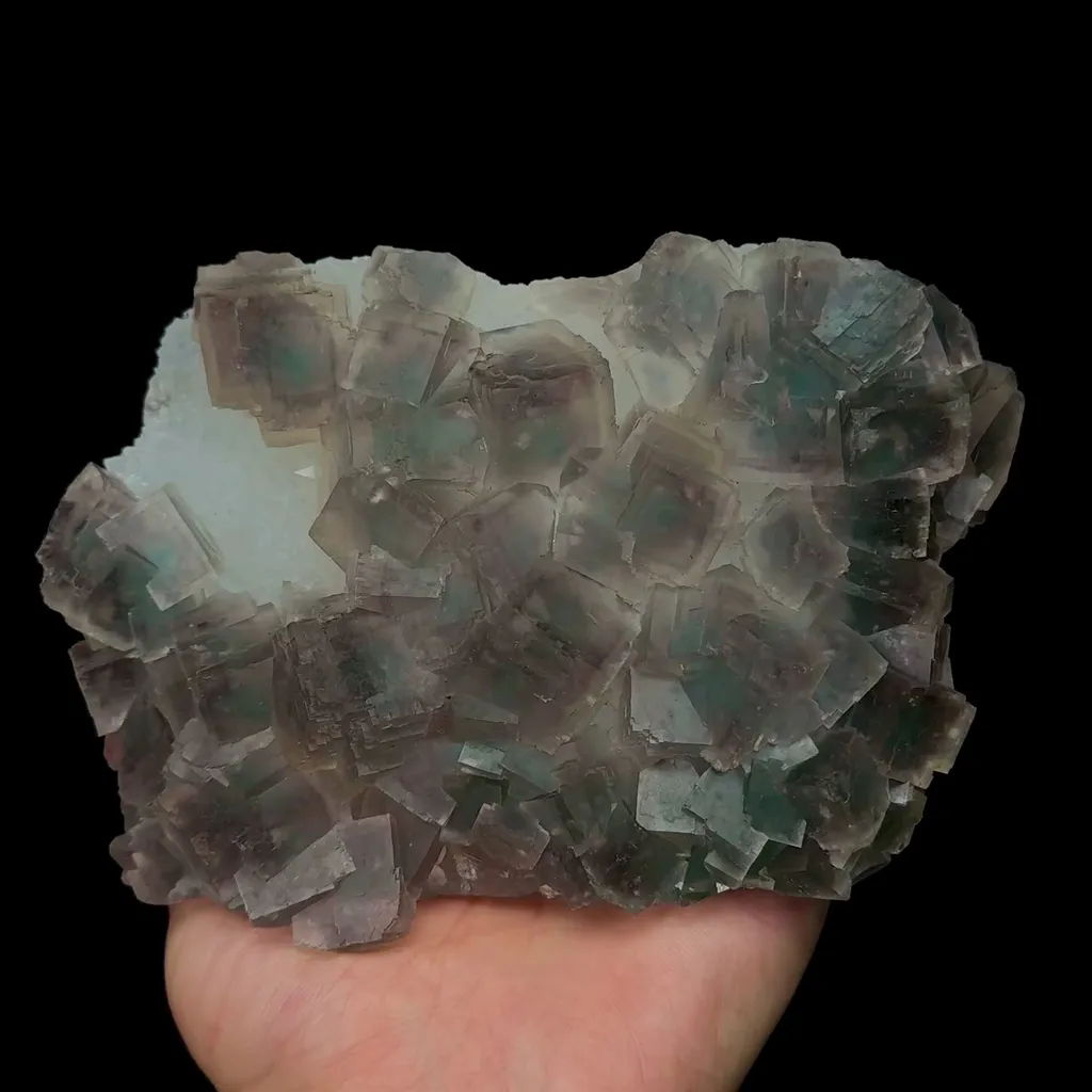 specimen video