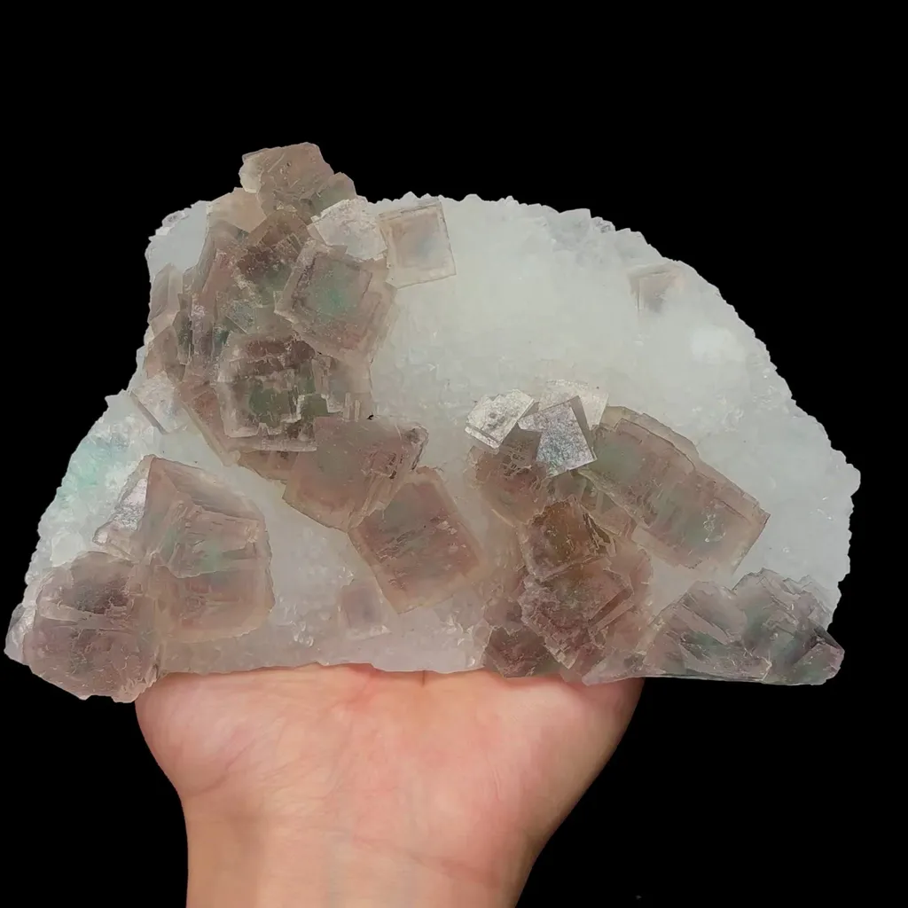 specimen video