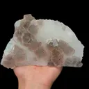 specimen video