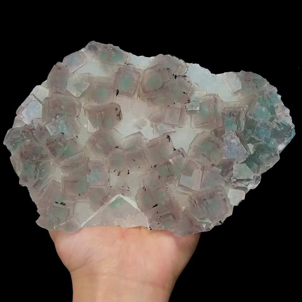 specimen video