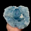 specimen video