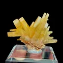 specimen video