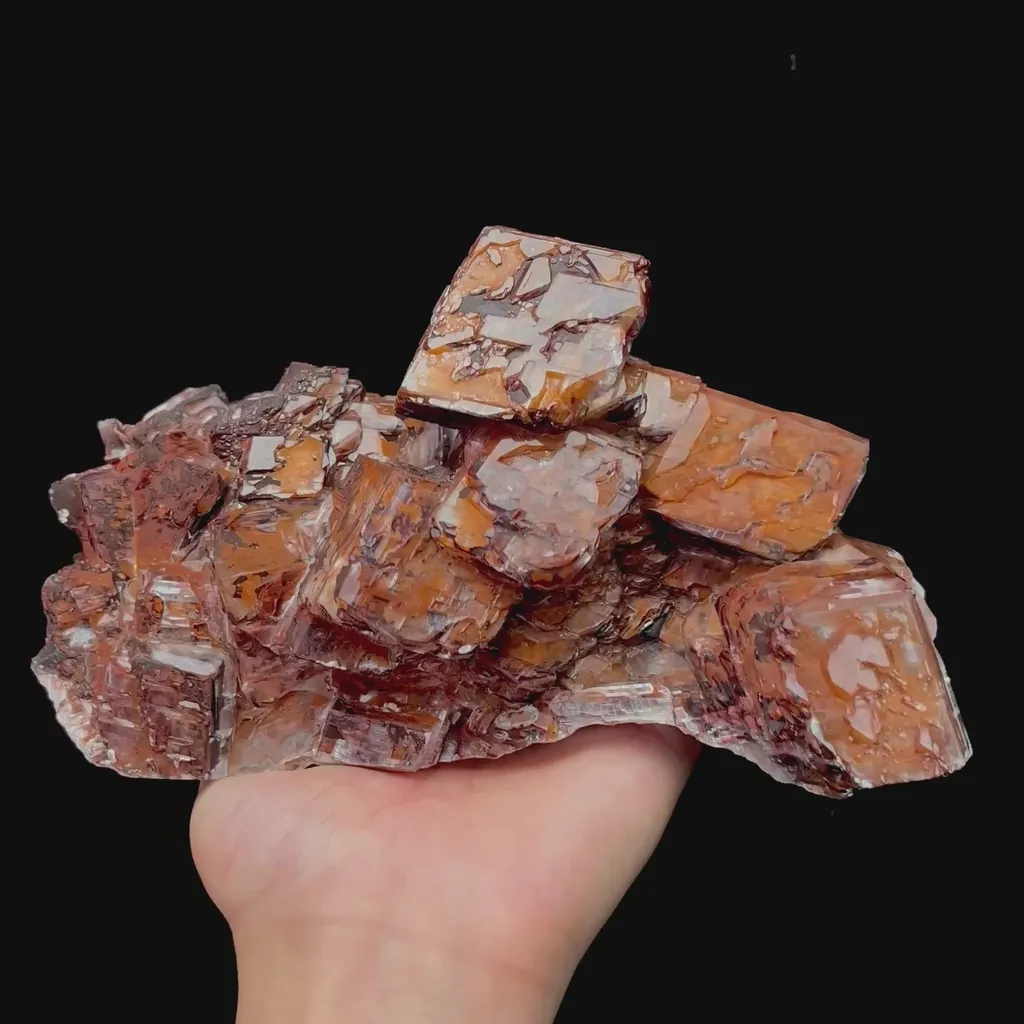specimen video