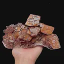 specimen video