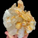 specimen video