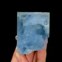 specimen video