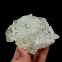 specimen video