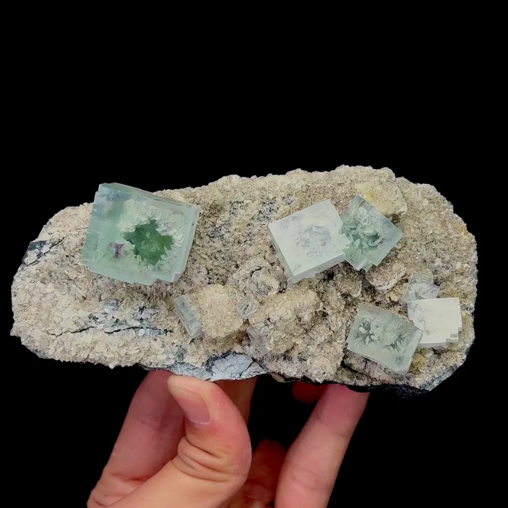specimen video