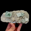 specimen video