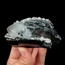 specimen video