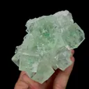 specimen video