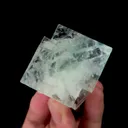 specimen video