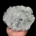 specimen video