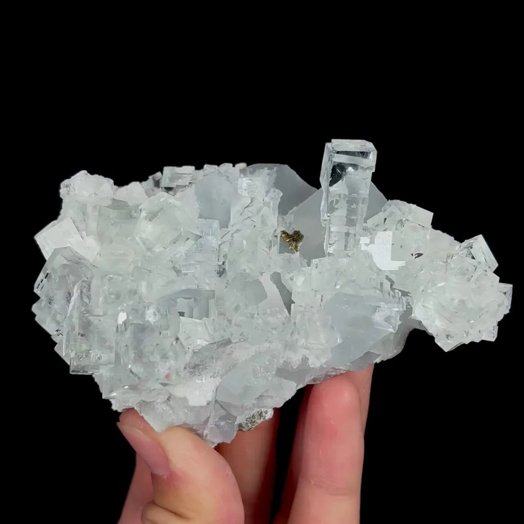 specimen video